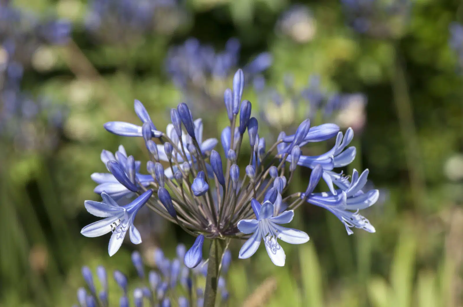 Quand planter une Agapanthus ?