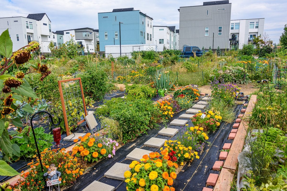 Comment bien planter un potager dans votre jardin