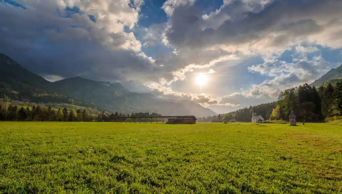 green grass field