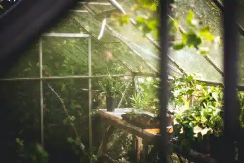 Les meilleures associations de plantes pour un potager sain et équilibré