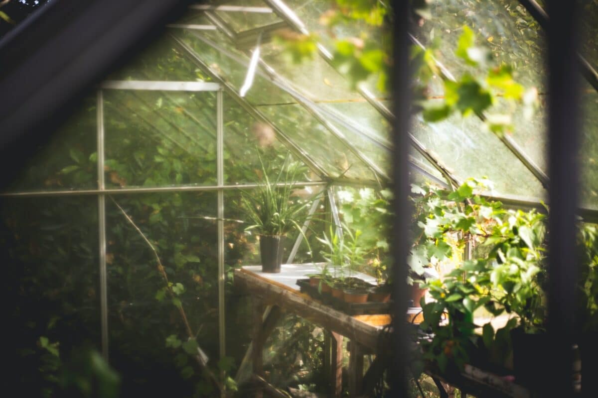 Les meilleures associations de plantes pour un potager sain et équilibré