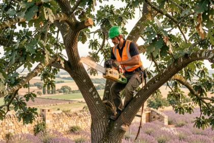 Élagueur professionnel en train d'élaguer un chêne dans un paysage provençal en Vaucluse