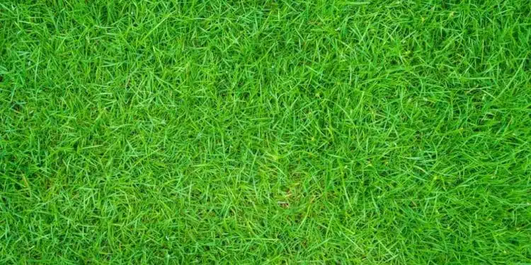 Obtenir un gazon de qualité professionnelle : les astuces pour améliorer la qualité de votre pelouse