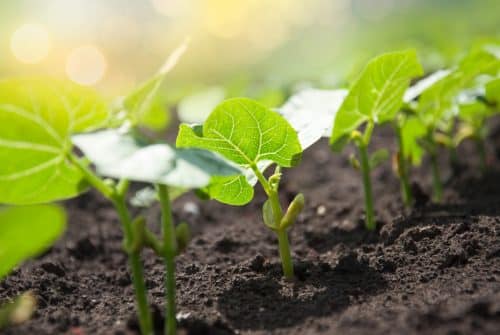 Comment faire pousser les haricots plus rapidement ?