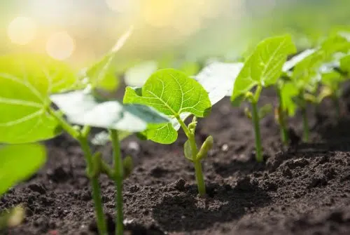 Comment faire pousser les haricots plus rapidement ?