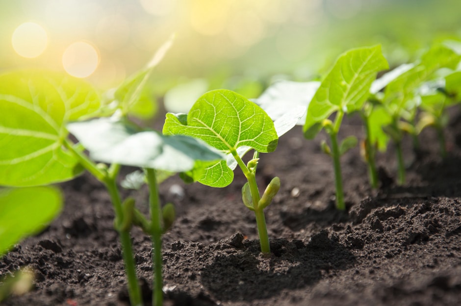 Comment faire pousser les haricots plus rapidement ?