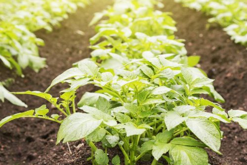 Quels sont les avantages du jardinage des pommes de terre ?