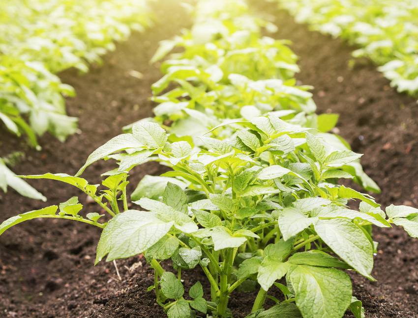 Quels sont les avantages du jardinage des pommes de terre ?