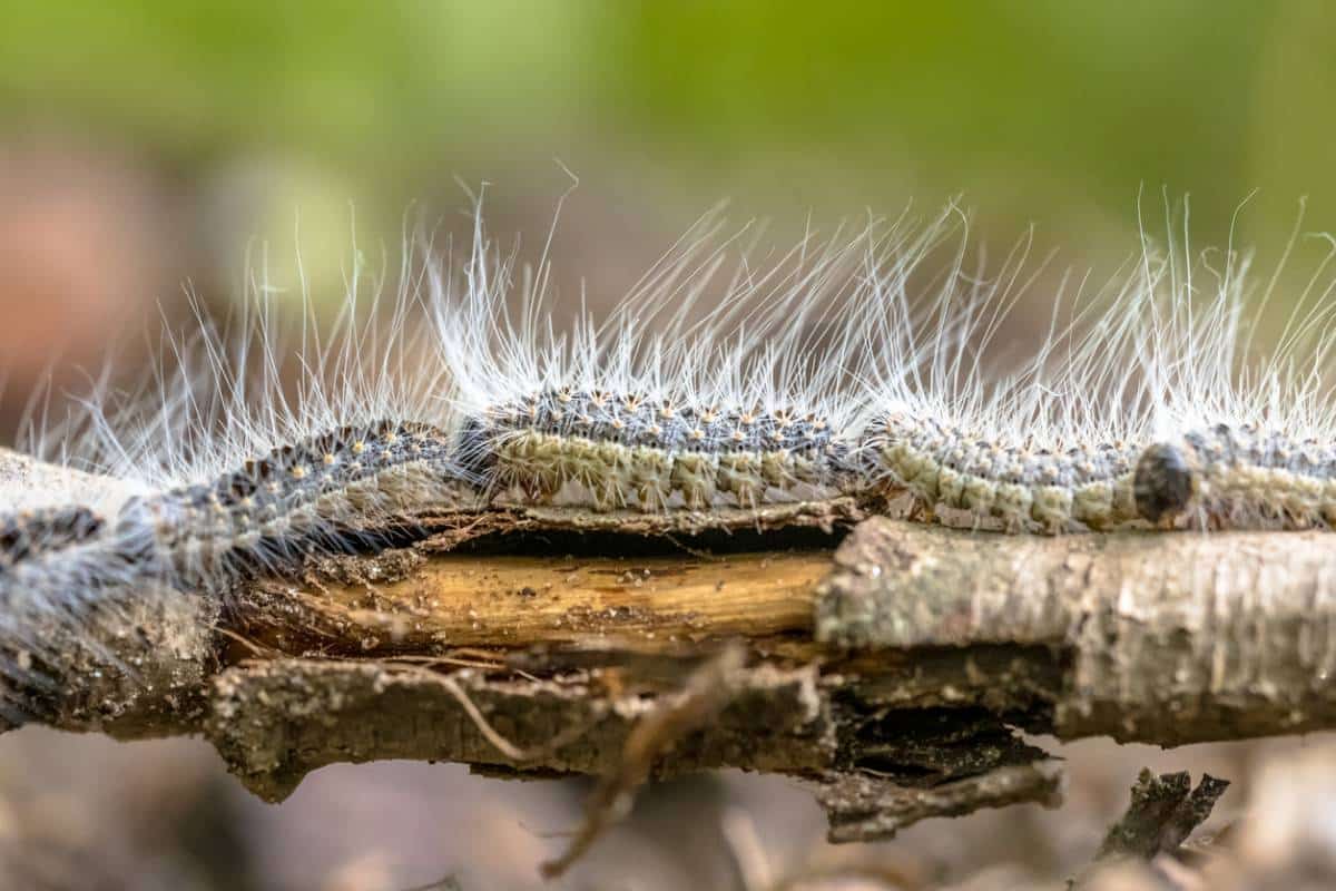 Jardin : attention à la chenille processionnaire