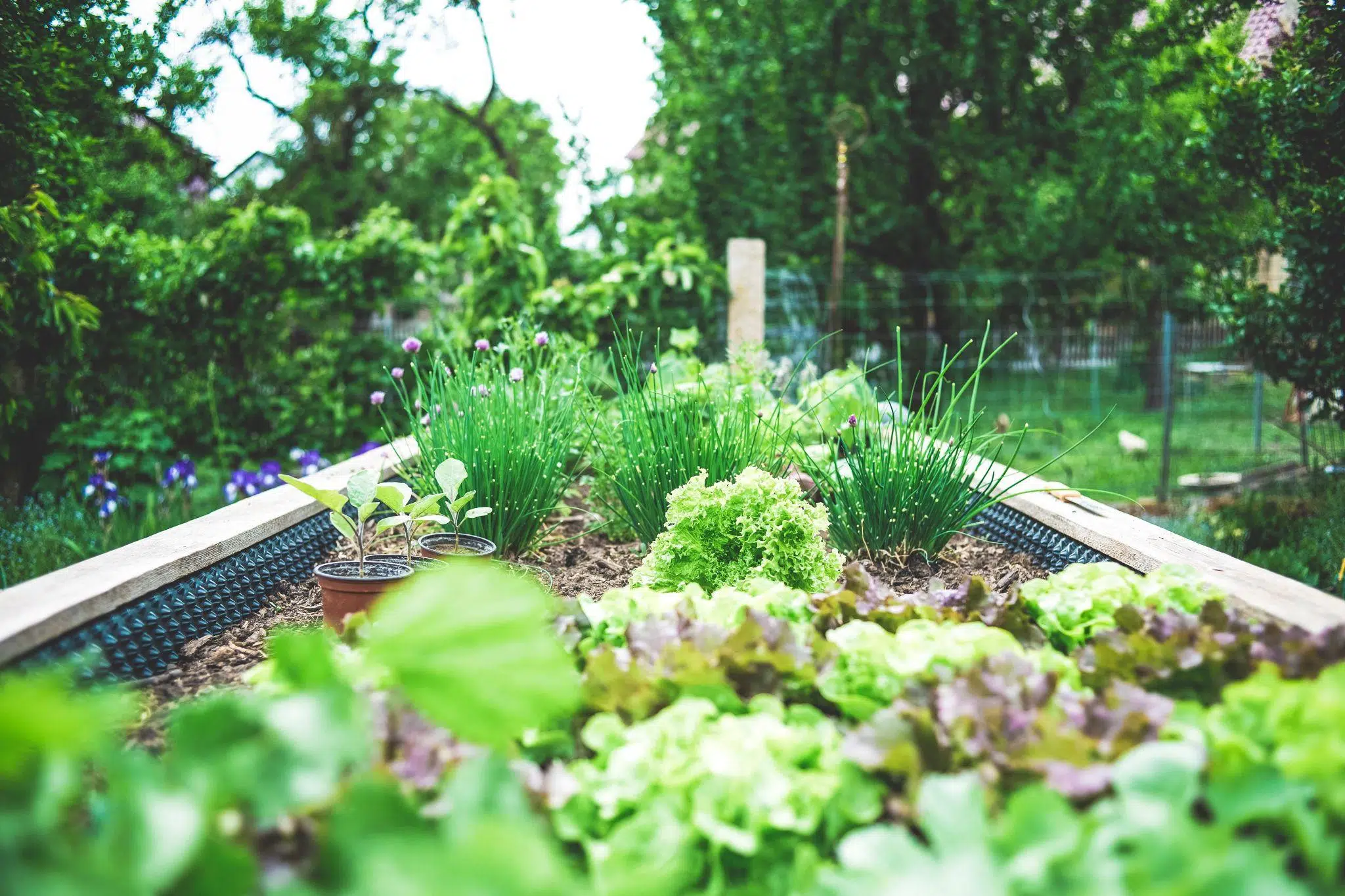 Comment concevoir un jardin potager ?