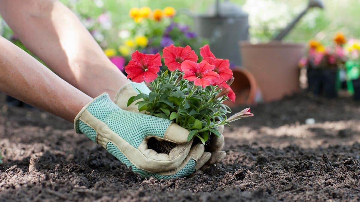 Comment planter des fleurs