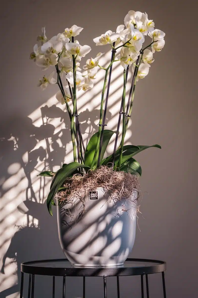 5 astuces simples pour garder votre orchidée en fleurs toute l’année