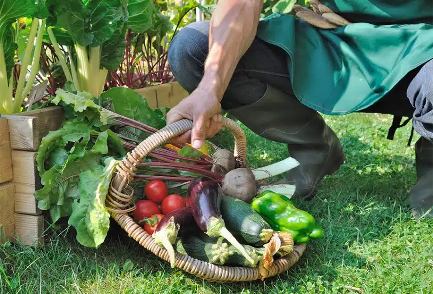 Comment cultiver des légumes anciens dans votre potager