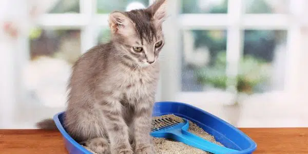 Quel sable choisissez-vous ?