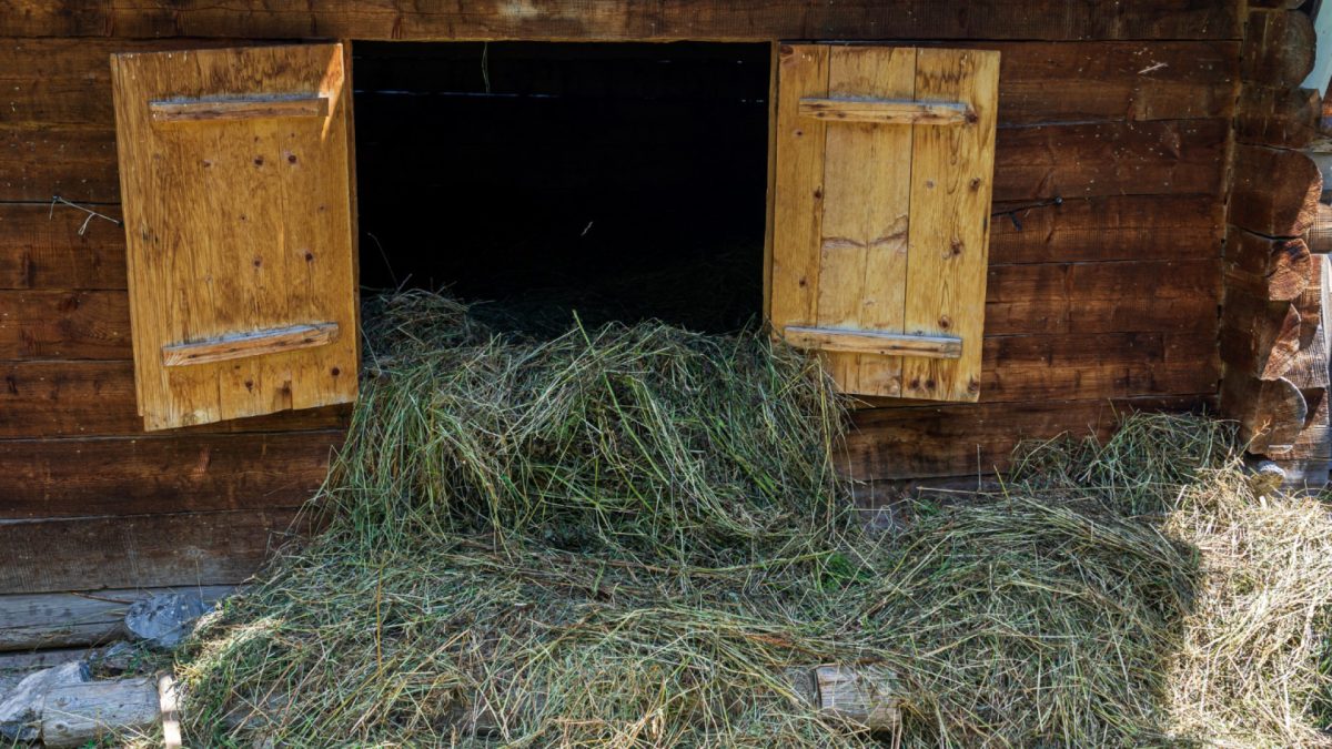 L'importance des abris d'herbage en bois pour les animaux