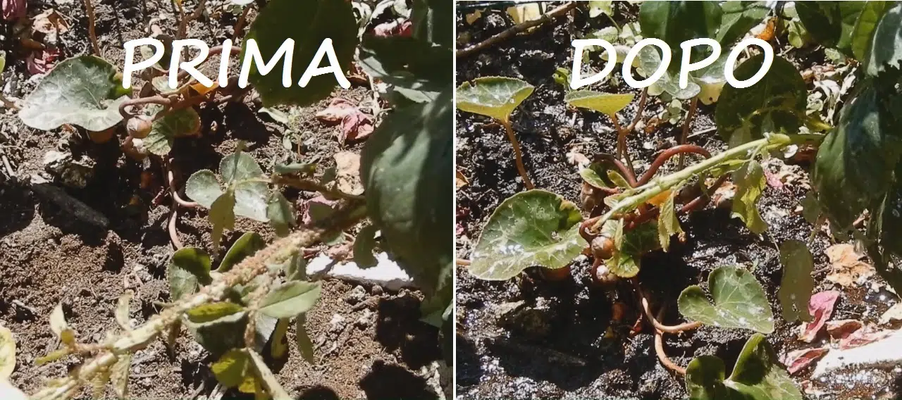 Comment éliminer naturellement les pucerons sur les roses ?