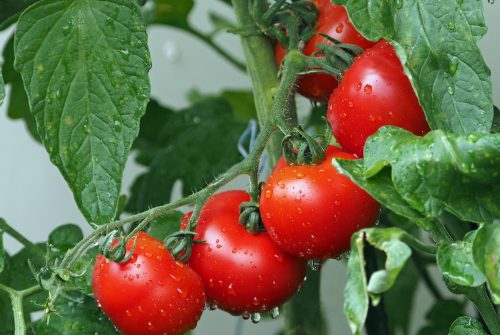 Quel est le meilleur engrais pour les tomates ?
