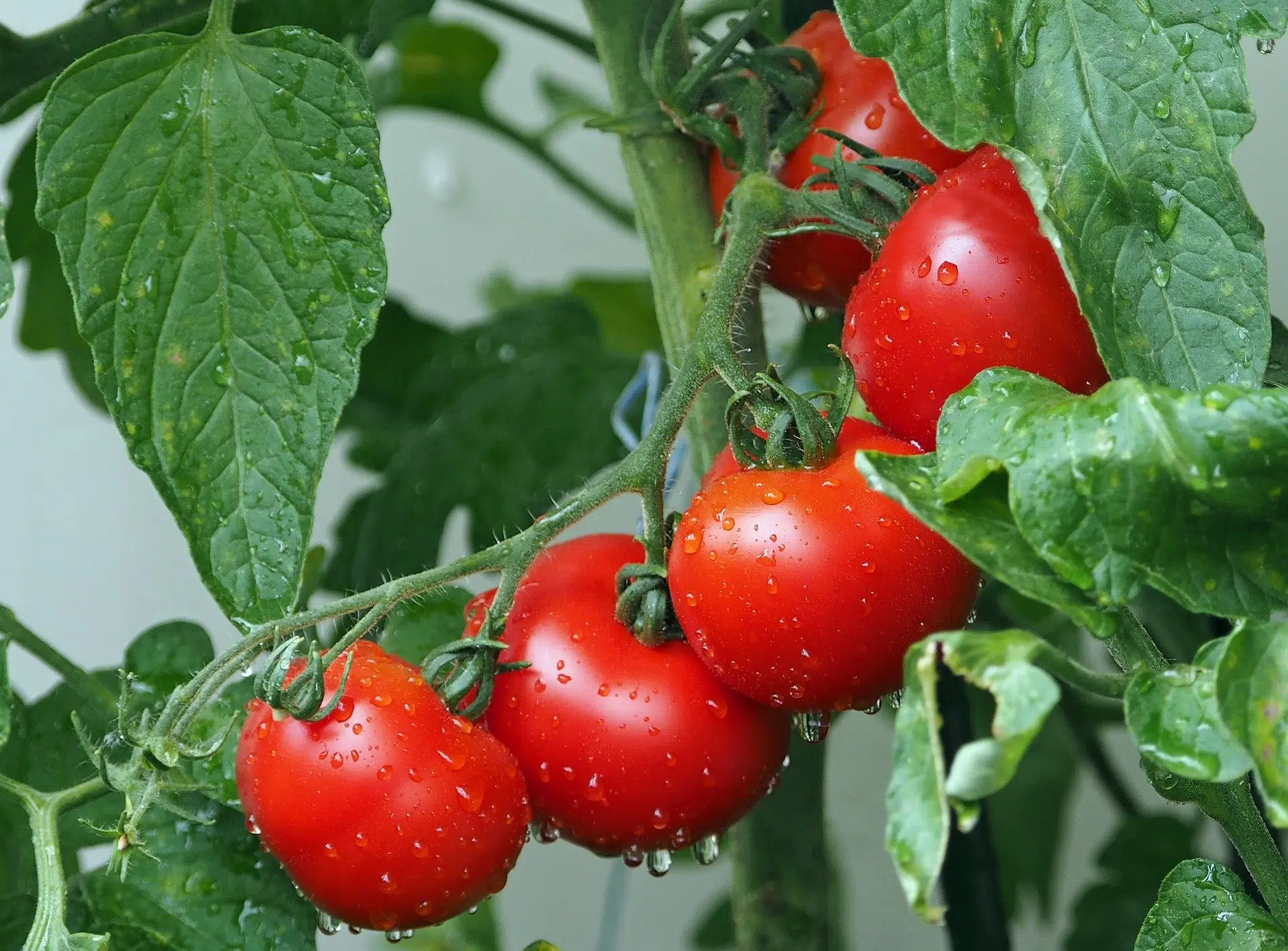 Quel est le meilleur engrais pour les tomates ?