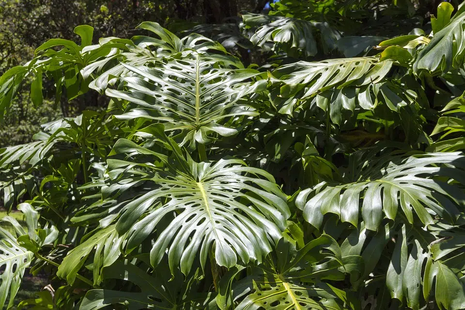 Quel gardien pour Monstera ?