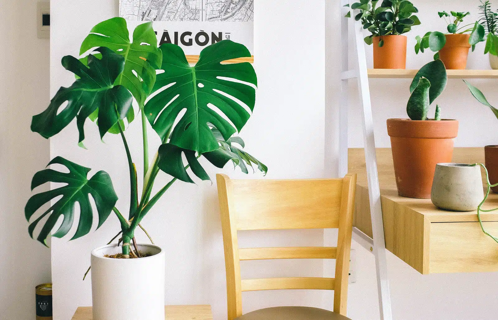 Comment prendre soin d’une plante Monstera Deliciosa