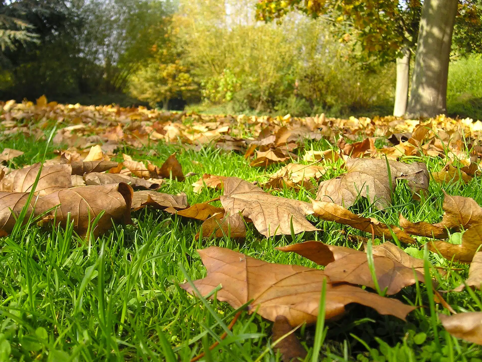 mortes à quoi servent-elles, comment les utiliser au jardin