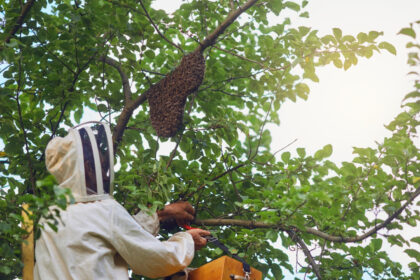 Nids de guêpes et frelons au jardin : à quel moment appeler un professionnel ?