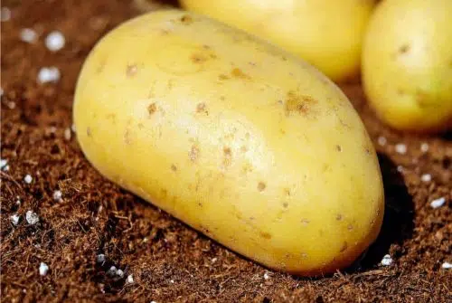 Quand planter des pommes de terre dans le nord ?