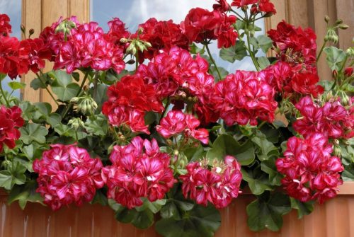 Comment Bien Cultiver le Pelargonium Grandiflorum