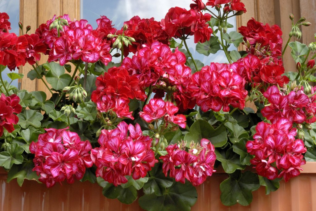 Comment Bien Cultiver le Pelargonium Grandiflorum