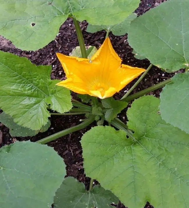 Comment faire pousser des courgettes en hauteur ?
