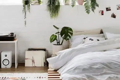 Quelle plante dans une salle de feng shui ?