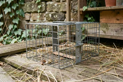 Piège cage en grillage métallique posé sur le sol d'un cabanon en bois pour capturer une fouine sans blesser les animaux