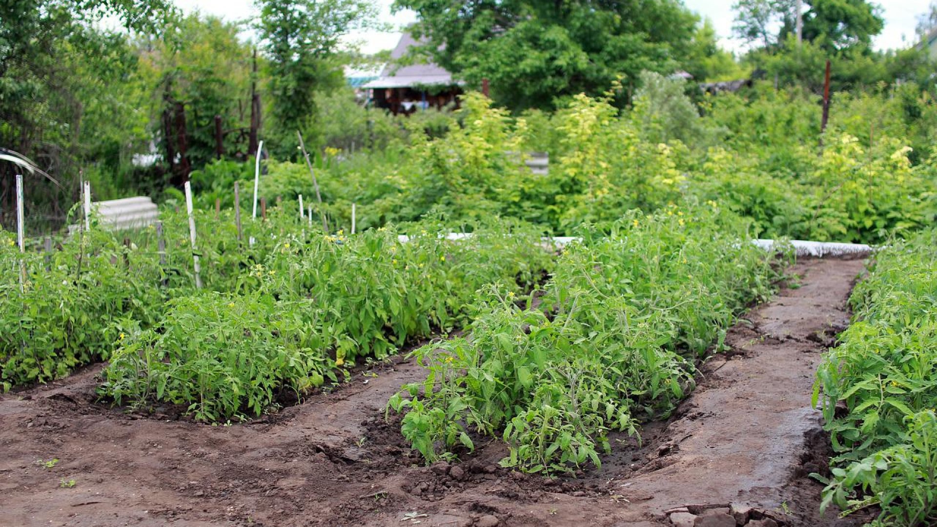 Pourquoi suivre des blogs sur la thématique du jardinage ?