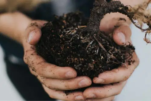 Quelle est la différence entre la terre et la terre végétale ?