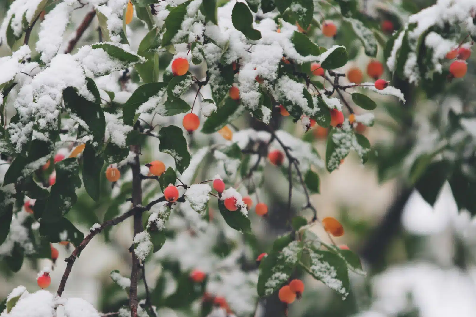 Jardin en hiver : quelles plantes peuvent pousser ?