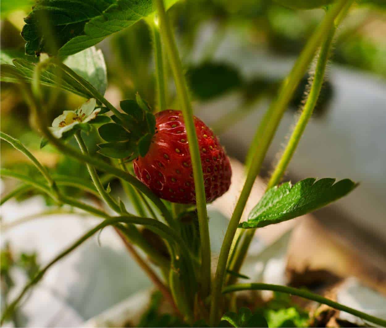 Quel légume planter Gardeniere ?