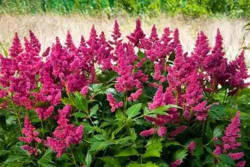 Epanouissez votre jardin avec des fleurs vivaces à longue floraison!