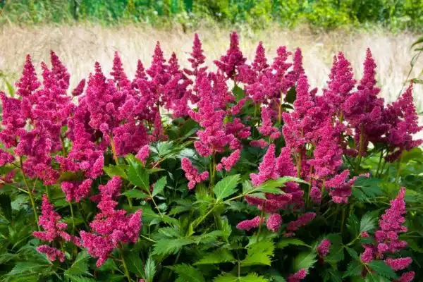 Epanouissez votre jardin avec des fleurs vivaces à longue floraison!