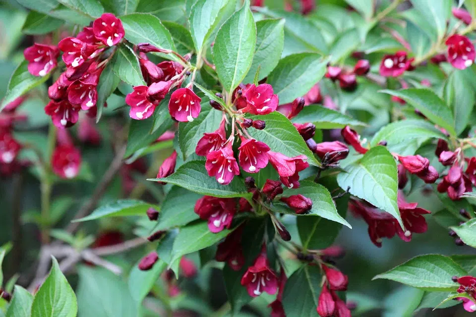 Comment caresser une vieille Weigelia ?