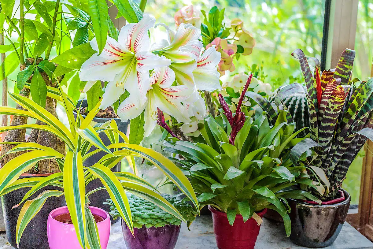 bien choisir ses plantes pour son jardin